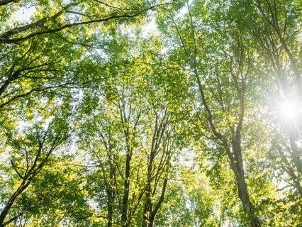 Guided Forest Sleep Visualization For Deep Rest & Calm