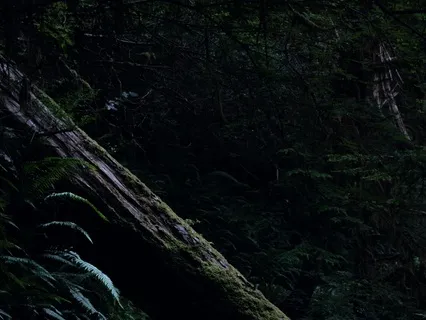 Guided Forest Visualization With Theta Waves