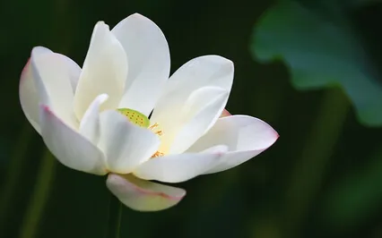 Guided Forgiveness Meditation