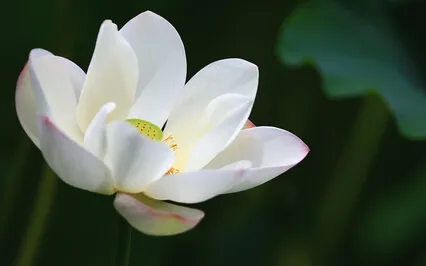 Guided Forgiveness Meditation With Introduction