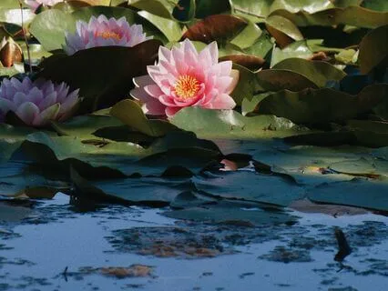 Garden Meditation For Letting Go And Healing