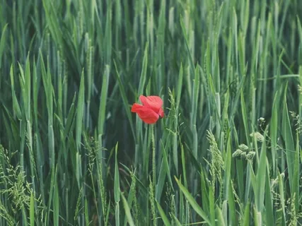 Guided Gratitude Meditation To Relax