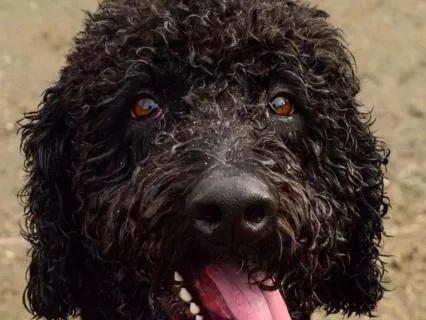 Calm Yourself, Calm Your Pet: A Guided Grounding Meditation