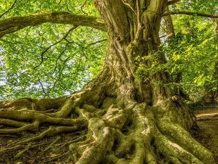 Guided Grounding Meditation For Inner Peace & Balance