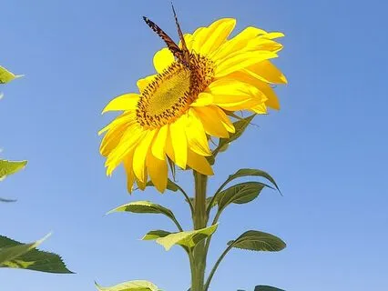 Guided Healing Meditation For Grief