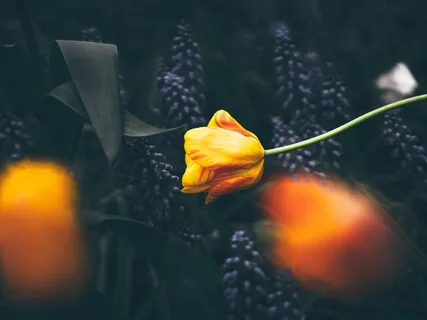 Sound Immersion: Guided Healing