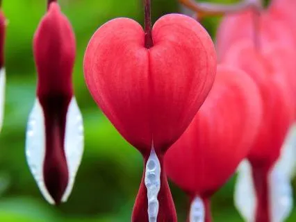 Guided Heart-Centre Self Treatment