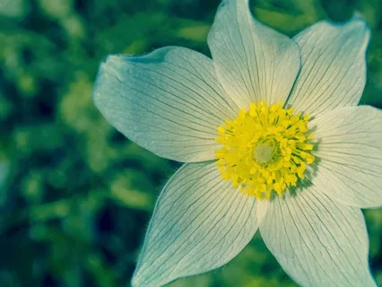 Guided Heart Chakra Meditation