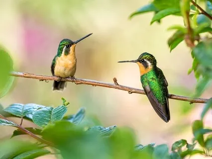 Guided Hummingbird Meditation For Kids - 8 Mins
