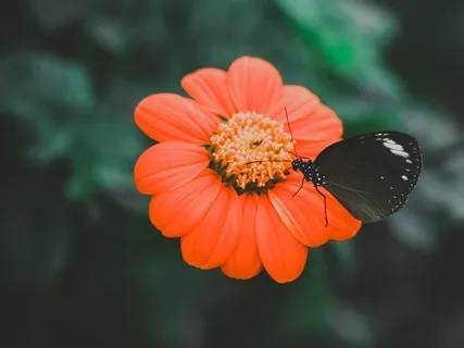 Bloom (Guided Imagery)