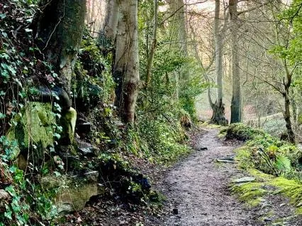 Guided Imagery To Rest & Breathe: Scottish Woodland Forest