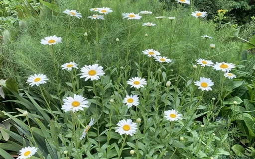 Guided Imagery Visualization - Magical Forest