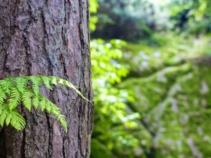 Guided Imagery With Singing Bowls