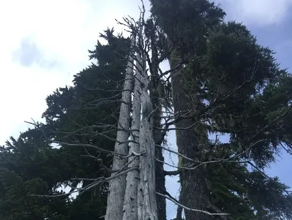 Guided Insight Meditation (15 Minutes)