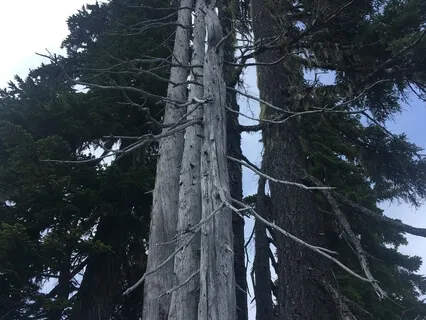 Guided Insight Meditation (20 Minutes)