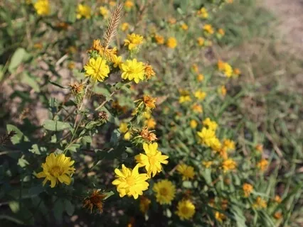 Guided Journey Chakra Meditation