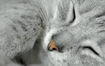 Guided Journey Into Sleep