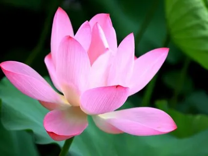 Jungle Gratitude Meditation