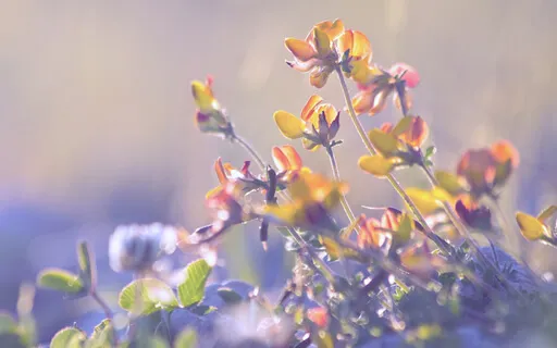 Guided Loving-Kindness Meditation