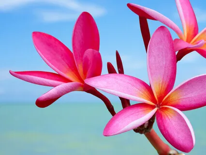 Guided Loving-Kindness Practice For The Self & Others