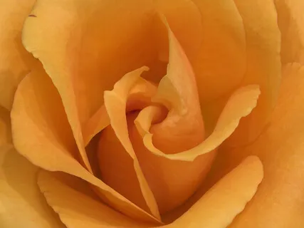 Cultivate Loving-Kindness Daily