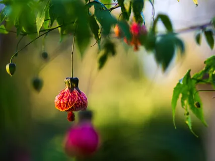 Guided Mantra Meditation In The Garden
