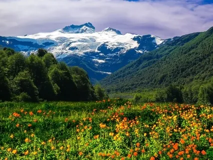 Guided Meadow Visualisation Meditation