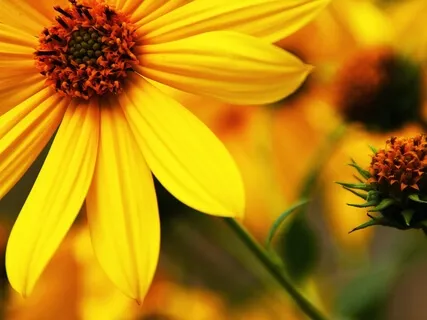 Guided Meditation For Smiles & Happiness