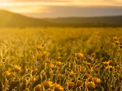 Guided Meditation 4: 12-Fold Abdominal Breathing