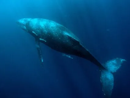 Guided Meditation: A Healing Deep Dive Into Ourselves