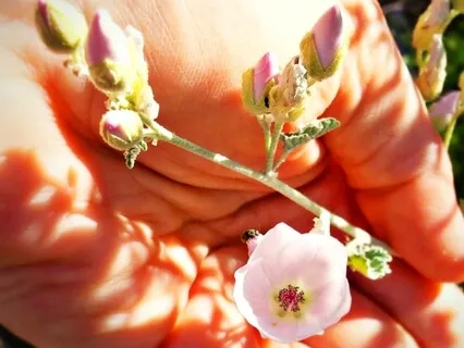 A Letter Of Compassion - Guided Practice