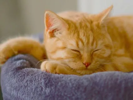 Relax Deeply Before Sleep