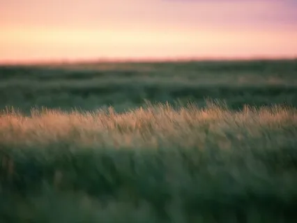 Cultivate Stillness & Focus (No Music)