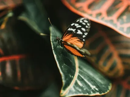 Cultivate Stillness & Focus