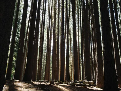 Guided Meditation: Calling On Your Future Self