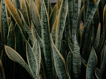 Guided Meditation 2: Earth Breathing