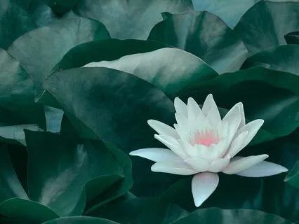 Guided Meditation: Embracing Forgiveness