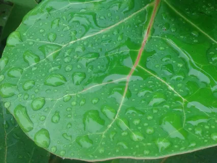 Guided Practice Focused On The Breath