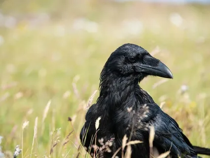 Guided Meditation; Follow The Raven