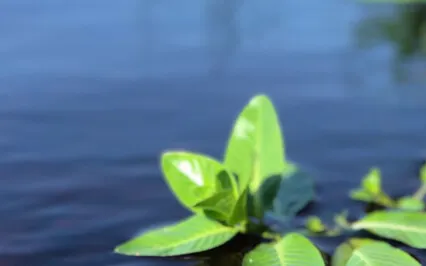 Guided Meditation For Authentic Expression & Calmness