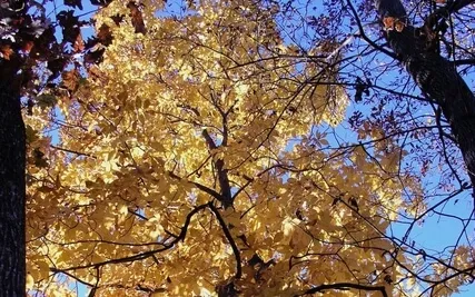 Guided Meditation For Beginners