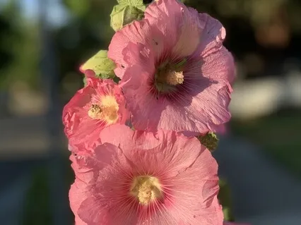 Cultivate Presence And Focus