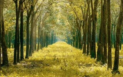 Guided Meditation For Cultivating Relaxation