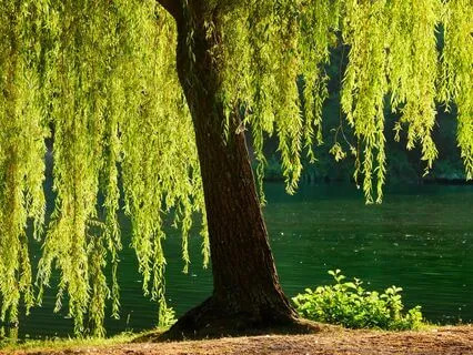 Dealing With Change: The Willow Tree