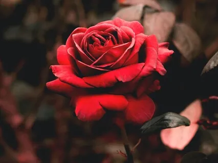 Guided Meditation For Embracing Ovulation