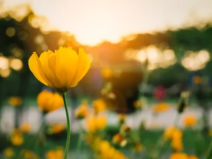 Guided Meditation For Focus And Concentration