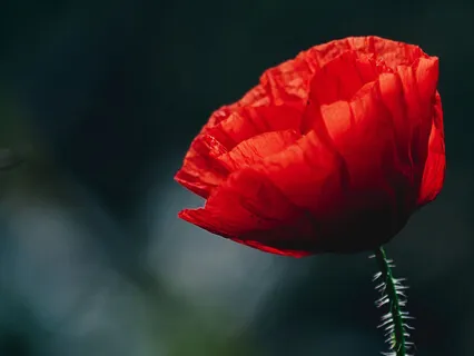 Guided Meditation For Gratitude