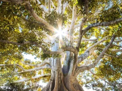 Guided Meditation For Grounding  | Healing The Body