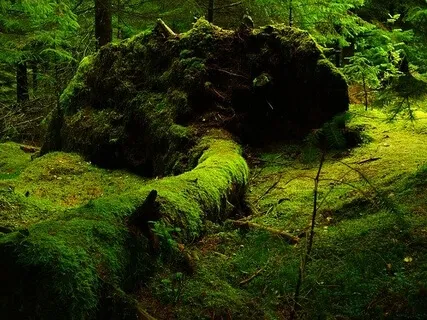 Guided Meditation For Healing The Body And Mind