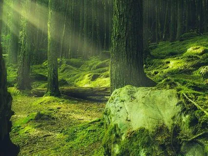 Guided Meditation For Healing Trauma, The Forest